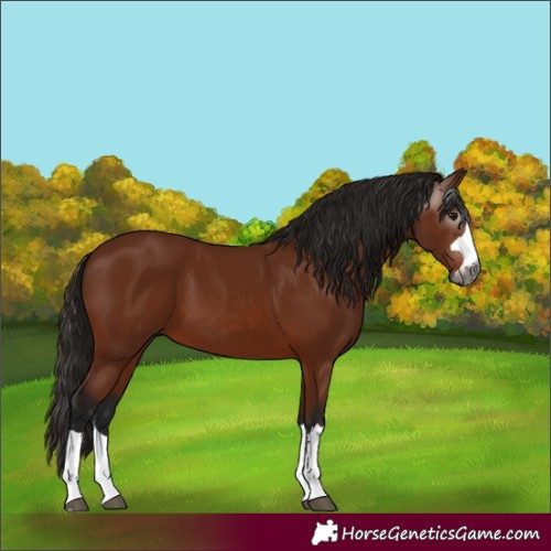 Horse Color:Unknown 