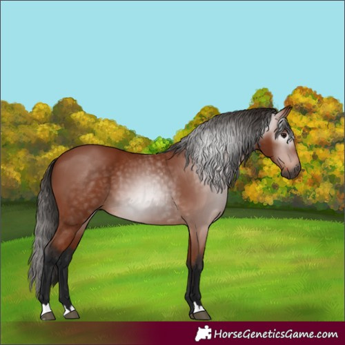 Horse Color:Gray Bay 
