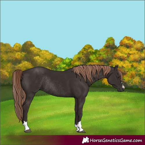 Horse Color:Liver Chestnut Rabicano 