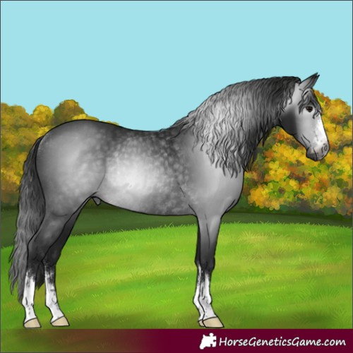 Horse Color:Gray Black Rabicano 
