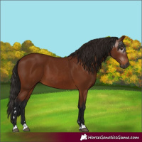 Horse Color:Gray Bay 