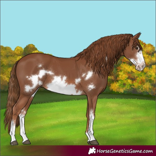 Horse Color:Chestnut Sabino Frame 