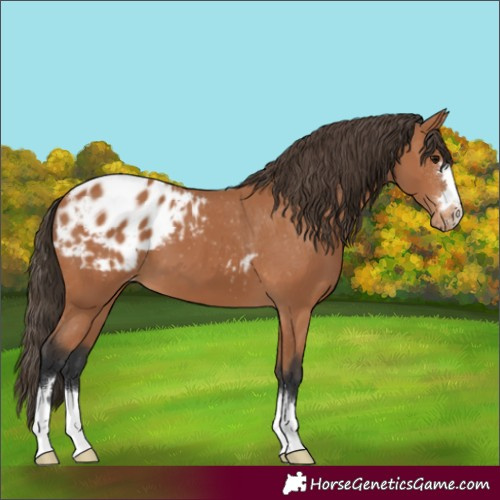 Horse Color:Bay Appaloosa
