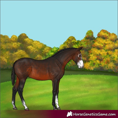 Horse Color:Gray Bay Sabino 