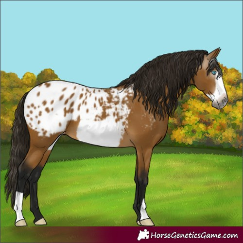 Horse Color:Gray Buckskin Frame Appaloosa 