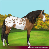 Horse Color:Gray Buckskin Frame Appaloosa 