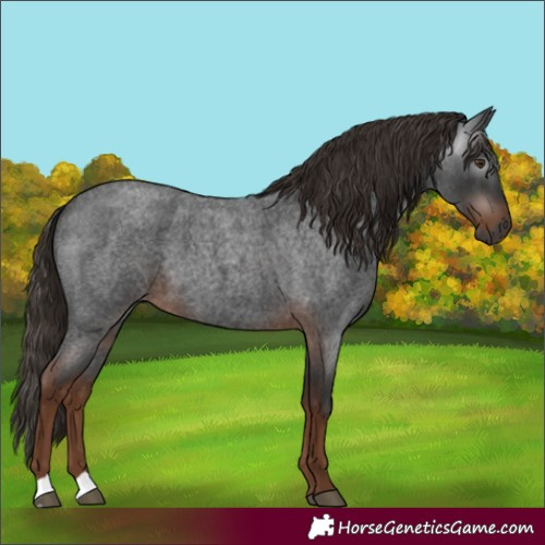 Horse Color:Gray Liver Red Roan 