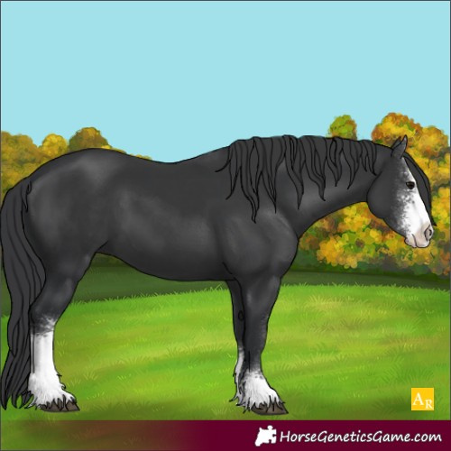 Horse Color:Black Sabino 