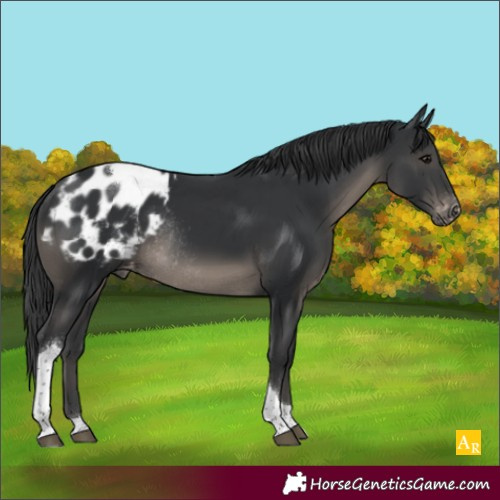 Horse Color:Black Tobiano Appaloosa Rabicano