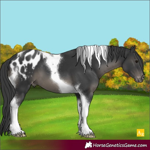 Horse Color:Black Tobiano Appaloosa 