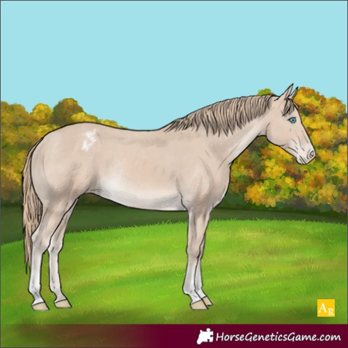 Horse Color:Smoky Creme Sabino Appaloosa Rabicano