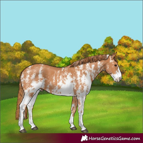 Horse Color:Chestnut Sabino 