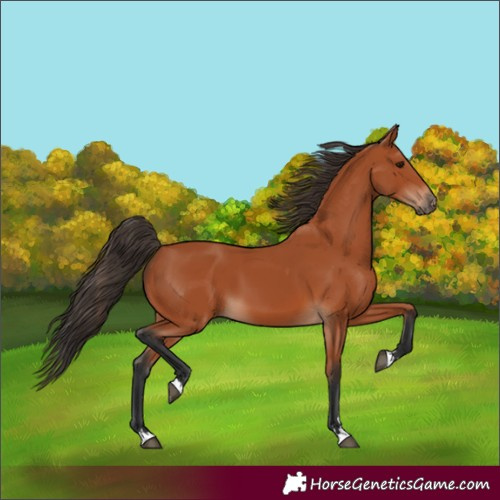 Horse Color:Bay 