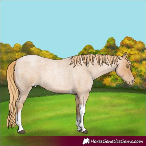 Horse Color:Red Roan Pearl Tobiano Frame 