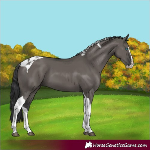 Horse Color:Grullo Splash Tobiano 