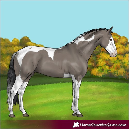 Horse Color:Grullo Splash Tobiano 