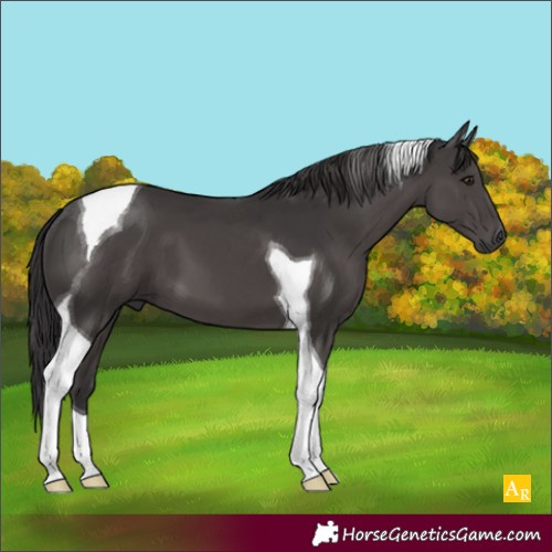 Horse Color:Smoky Black Tobiano 