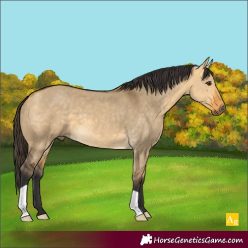 Horse Color:Buckskin Dun 