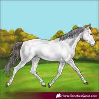 Horse Color:White Spotted Brown Sabino Appaloosa Rabicano 