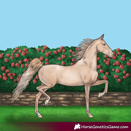 Horse Color:Gold Champagne Pearl Rabicano  and Gold Champagne Pearl Rabicano 