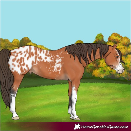 Horse Color:Bay Sabino Appaloosa 
