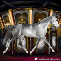 Horse Color:Gray Black Sabino Rabicano 