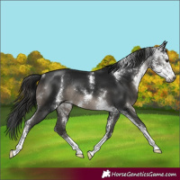 Horse Color:Gray Black Sabino Rabicano