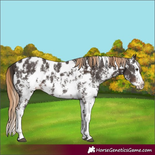 Horse Color:Liver Chestnut Sabino Splash Appaloosa  and Liver Chestnut Sabino Splash Appaloosa 
