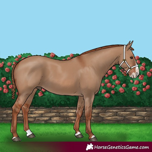 Horse Color:Red Dun Splash