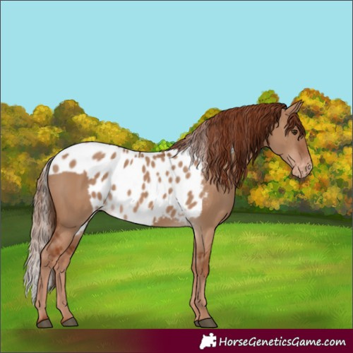 Horse Color:Red Dun Skewed Appaloosa 