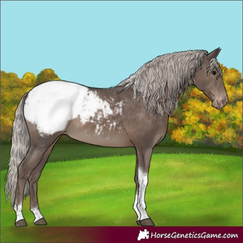Horse Color:Silver Black Tobiano Appaloosa 