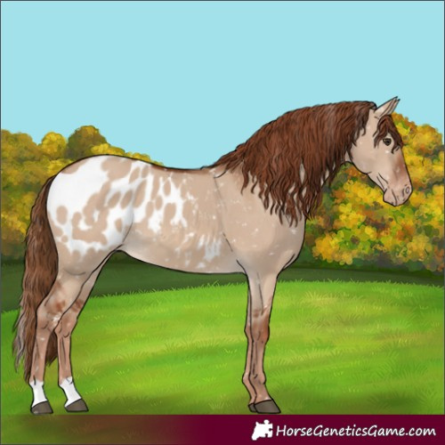 Horse Color:Red Dun Appaloosa 