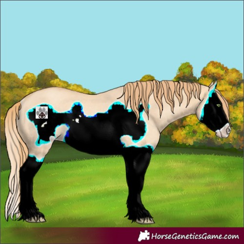 Horse Color:Gold Champagne Dun Splash Frame Rabicano 
