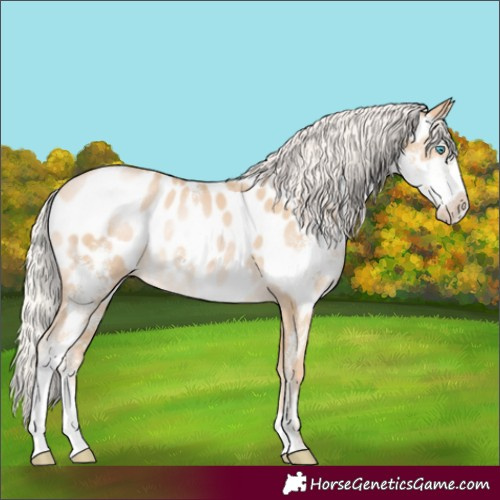 Horse Color:Silver Buckskin Pearl Sabino Appaloosa