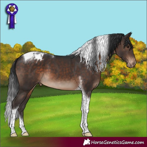 Horse Color:Brown Tobiano Appaloosa 