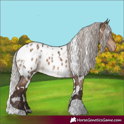 Horse Color:White Spotted Silver Brown Dun Appaloosa