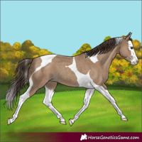 Horse Color:Classic Champagne Splash Tobiano 