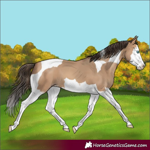 Horse Color:Amber Champagne Splash Tobiano