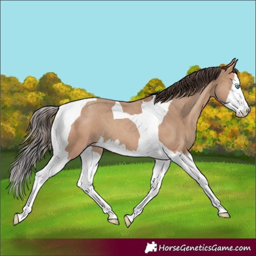Horse Color:Amber Champagne Splash Tobiano 
