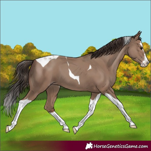 Horse Color:Classic Champagne Splash Tobiano