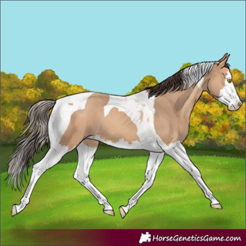 Horse Color:Amber Champagne Splash Tobiano