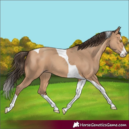 Horse Color:Amber Champagne Splash Tobiano 