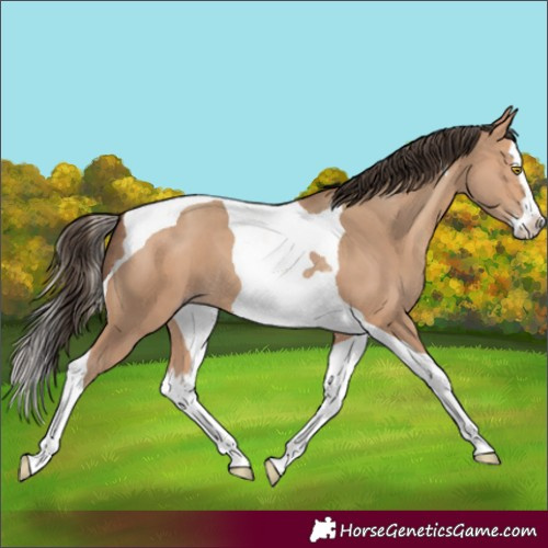 Horse Color:Amber Champagne Splash Tobiano
