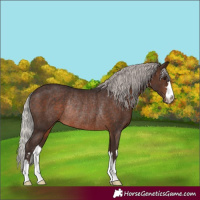 Horse Color:Silver Brown Rabicano