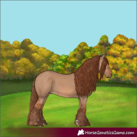 Horse Color:Red Dun Rabicano 