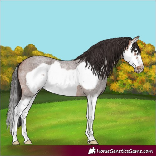 Horse Color:Bay Roan Splash Frame 