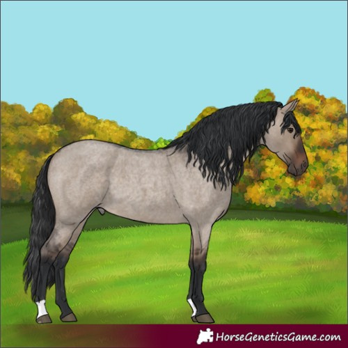 Horse Color:Brown Roan Dun 