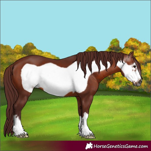 Horse Color:Gray Chocolate Bay Frame