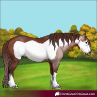 Horse Color:Gray Chocolate Bay Frame 