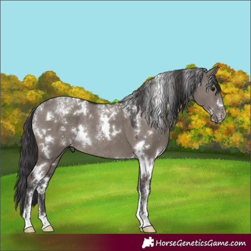Horse Color:Powder White White Spotted Smoky Grullo Rabicano 